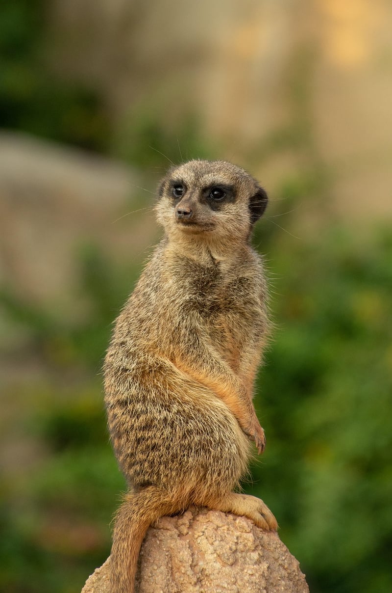 Time-Space Sentinels